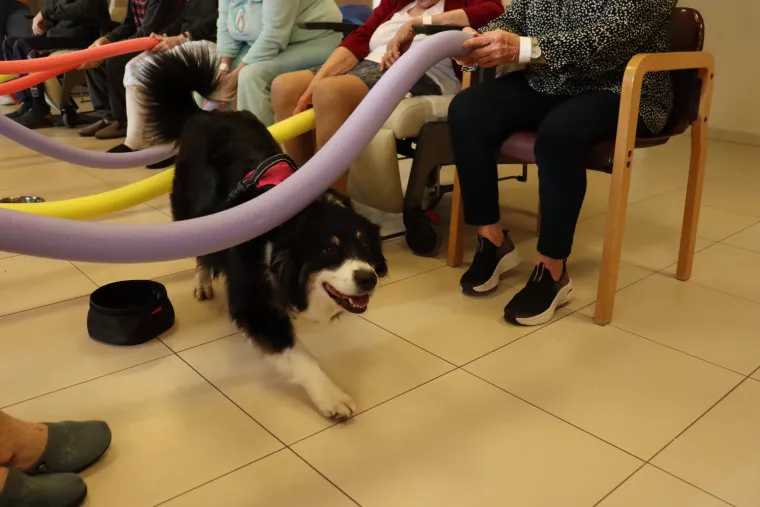activité en gériatre