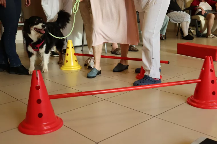 activité en gériatre