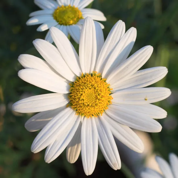 MARGUERITTE - laboratoire .jpg